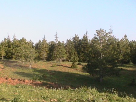 DERE KÖY ORMANLIĞI